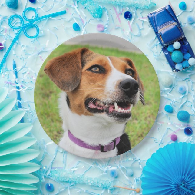 Beagle Pappteller (Party)
