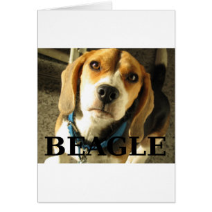 Beagle pic w name