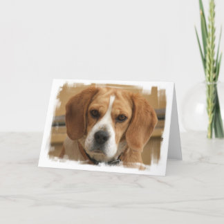 Beagle Pictures Grußkarte Karte