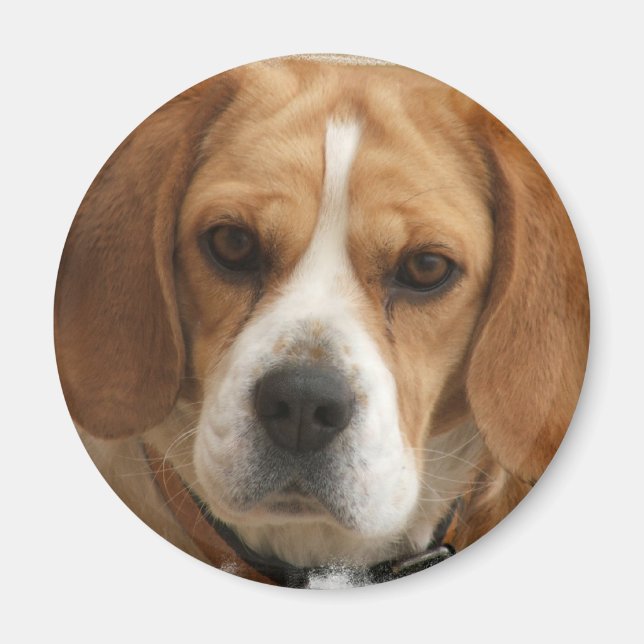 Beagle Pictures Round Magnet (Vorne)