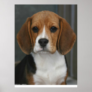Beagle-Porträt Poster