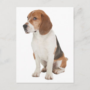 Beagle Postkarte