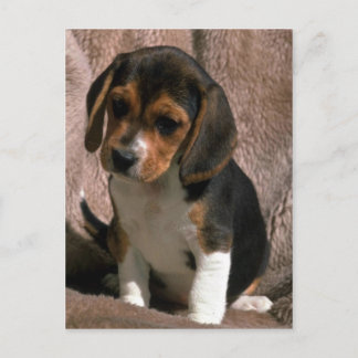 Beagle Postkarte