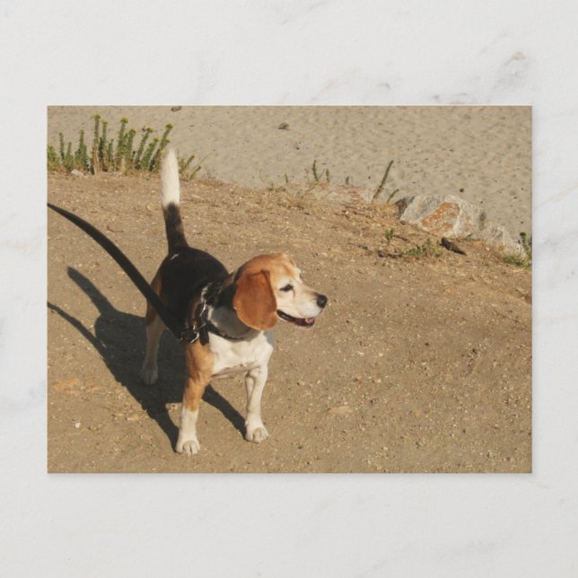Beagle Postkarte (Vorderseite)