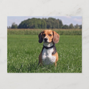 Beagle Postkarte