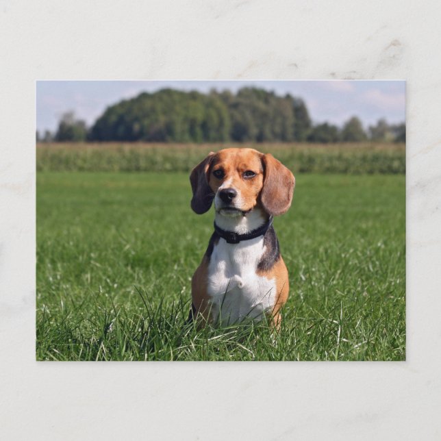 Beagle Postkarte (Vorderseite)