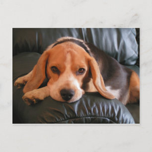Beagle Postkarte