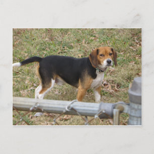 Beagle Postkarte