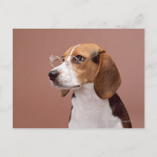 Beagle Postkarte