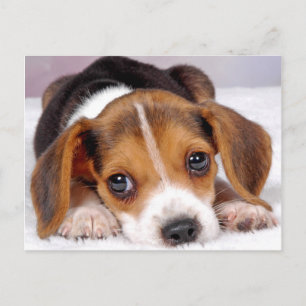 Beagle Postkarte