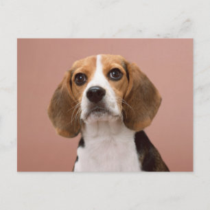 Beagle Postkarte