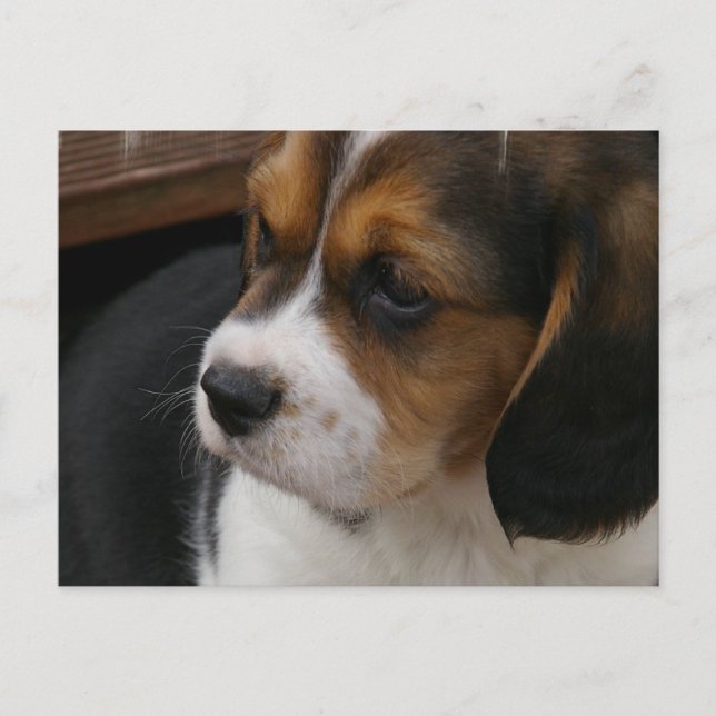 Beagle Pup Postkarte (Vorderseite)
