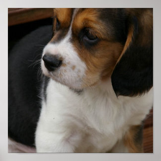 Beagle Pup Print Poster