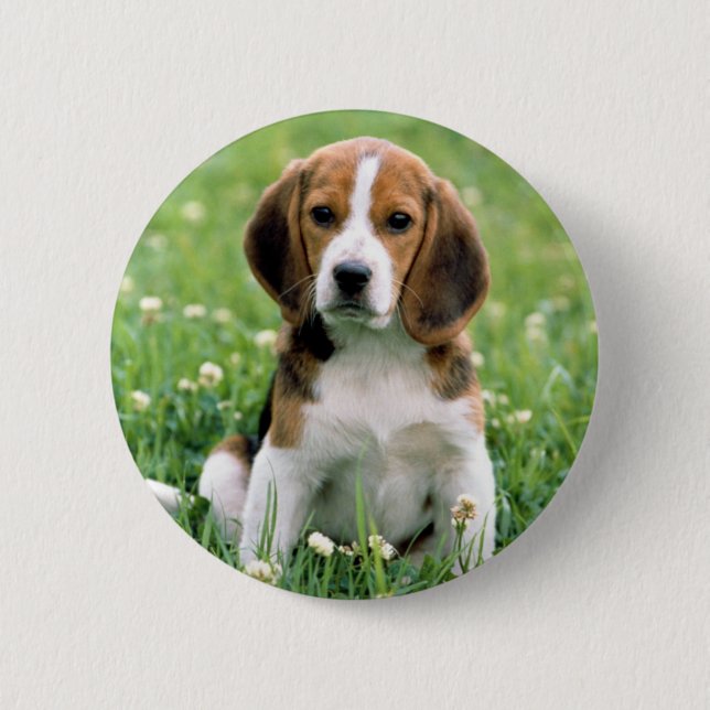 Beagle Puppy Button (Vorderseite)