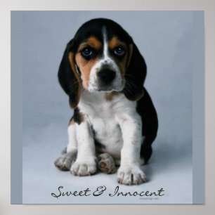 Beagle Puppy Dog Foto Poster