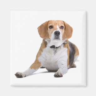 Beagle Puppy Dog Kühlschrankmagnet Magnet