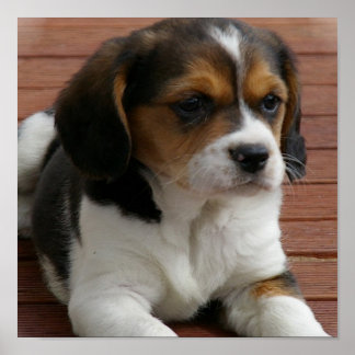Beagle Puppy Doster drucken Poster
