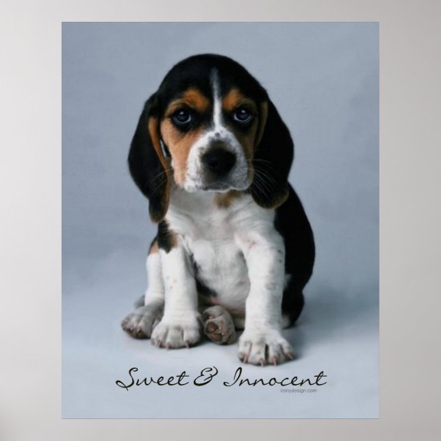 Beagle Puppy Doster Poster (Vorne)