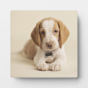 Beagle Puppy Fotoplatte