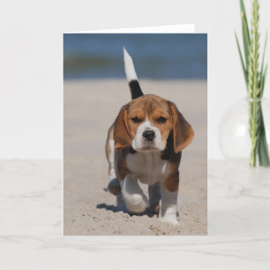 Beagle Puppy Karte