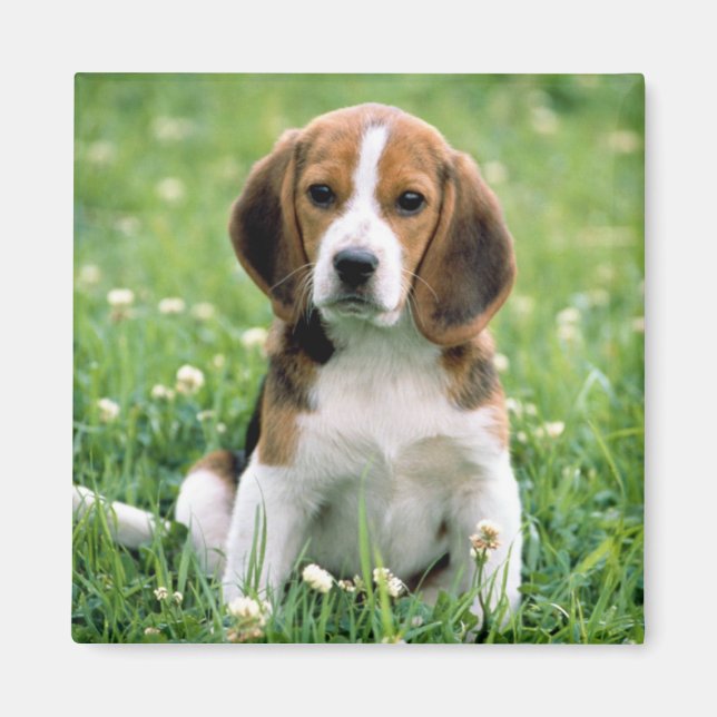 Beagle Puppy Magnet (Vorne)