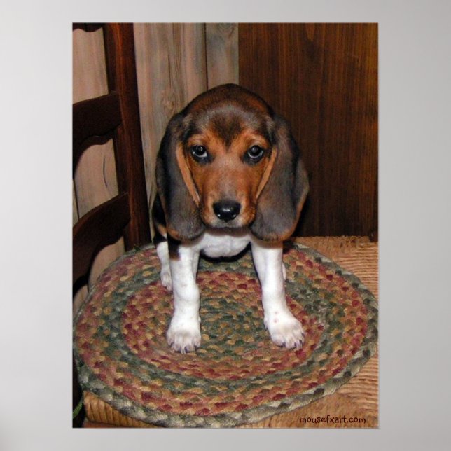 Beagle Puppy Poster (Vorne)