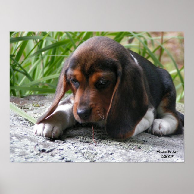 Beagle Puppy Poster (Vorne)