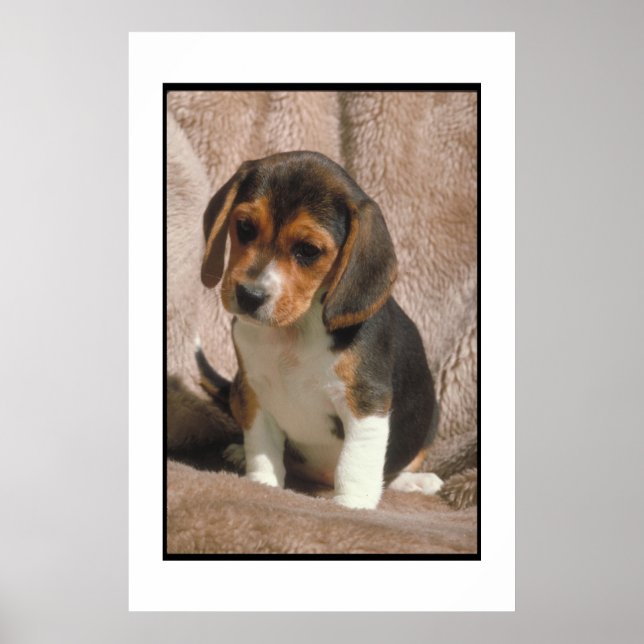 Beagle Puppy Poster (Vorne)