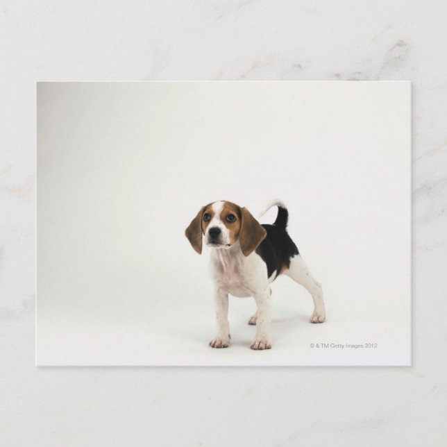 Beagle Puppy Postkarte (Vorderseite)