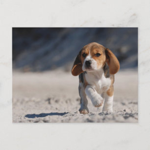 Beagle Puppy Postkarte