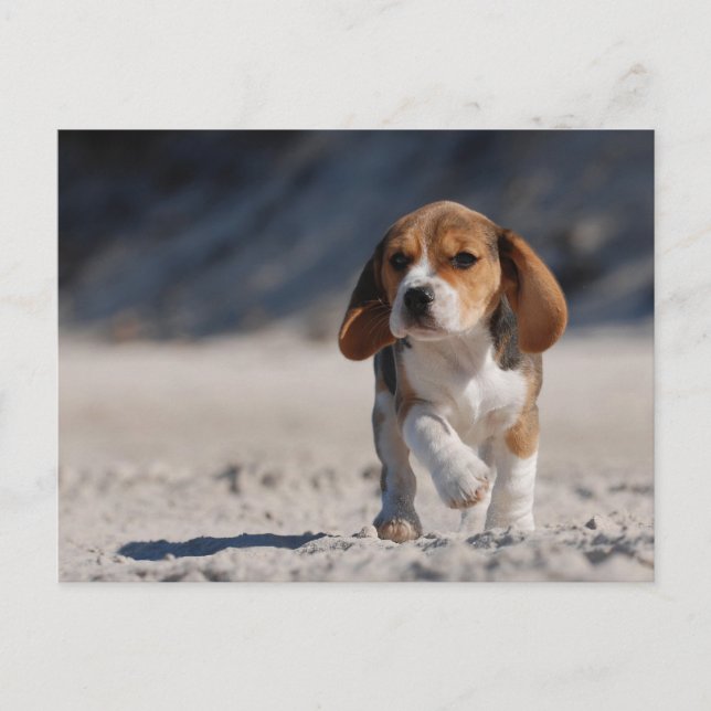 Beagle Puppy Postkarte (Vorderseite)