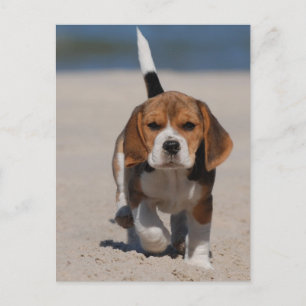 Beagle Puppy Postkarte