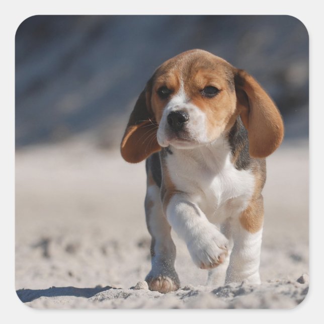 Beagle Puppy Quadratischer Aufkleber (Vorderseite)