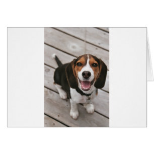 Beagle_puppy sit.png