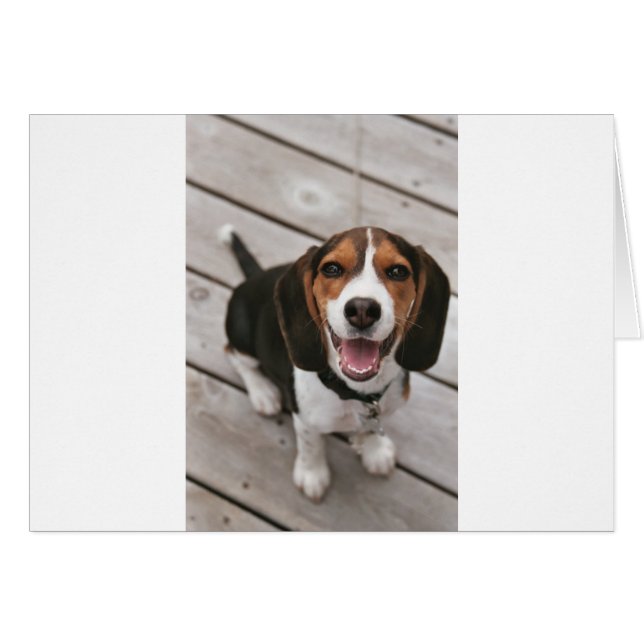 Beagle_puppy sit.png (Vorderseite (Horizontal))