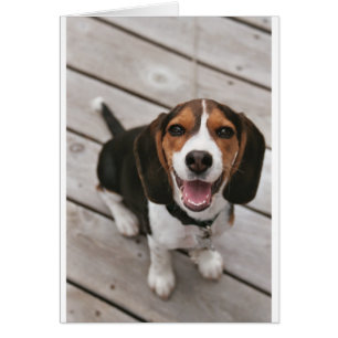 Beagle_puppy sit.png