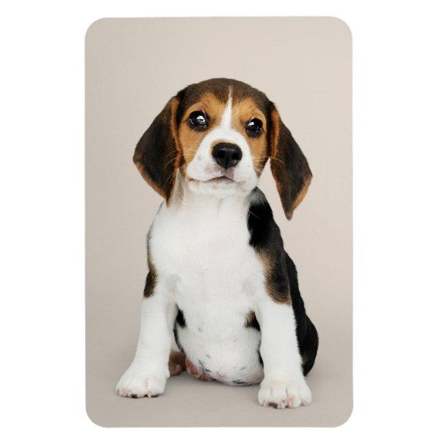 Beagle Puppy, so Niedlich Magnet (Vertikal)