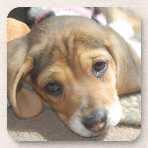 Beagle Puppy Untersetzer