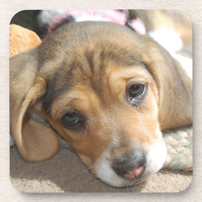Beagle Puppy Untersetzer (Vorderseite)