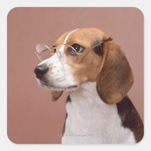 Beagle Quadratischer Aufkleber