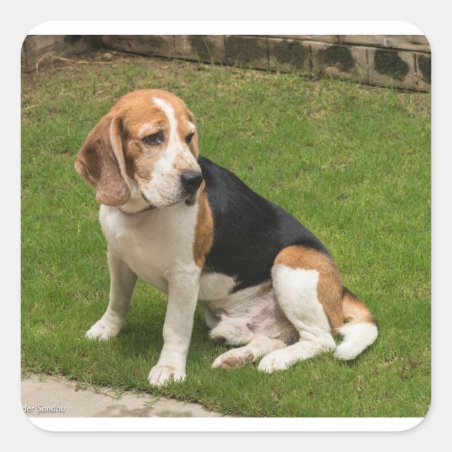 Beagle Quadratischer Aufkleber (Vorderseite)