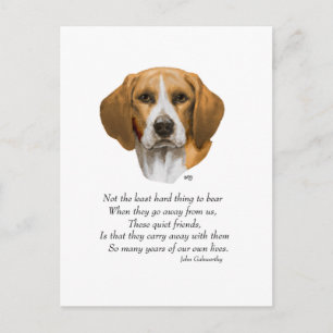 Beagle Rainbow Bridge Postkarte