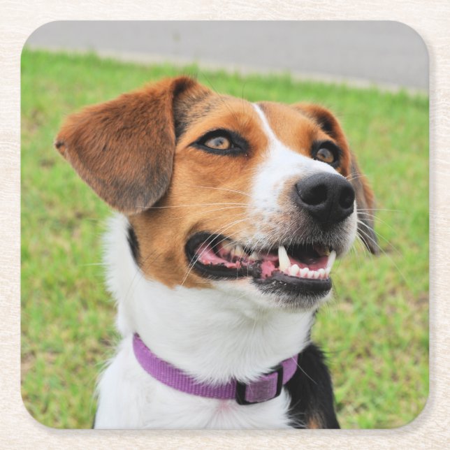 Beagle Rechteckiger Pappuntersetzer (Vorderseite)
