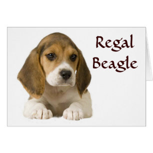Beagle-Regalkarte