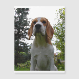 Beagle sitzend.png magnetkarte