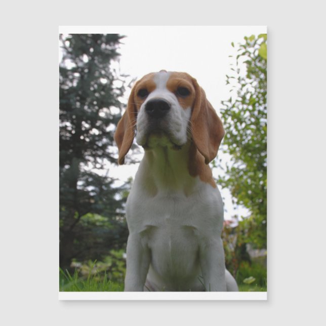 Beagle sitzend.png magnetkarte (Vorderseite)