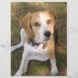 Beagle, Sitzung 2