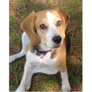 Beagle, Sitzung 2 Fotoskulptur Schlüsselanhänger