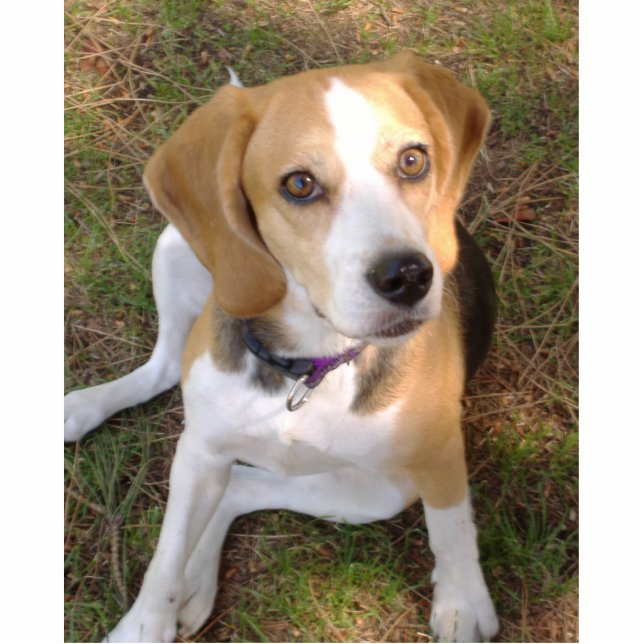 Beagle, Sitzung 2 Fotoskulptur Schlüsselanhänger (Vorne)