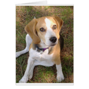 Beagle, Sitzung 2.png